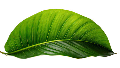 Fototapeta premium Flower, daisy, large, isolated, white, background, bright, fresh, natural, bloom, petals, yellow, center, botanical, summer, spring, delicate, beauty, floral, plant, nature, garden, decoration, detail