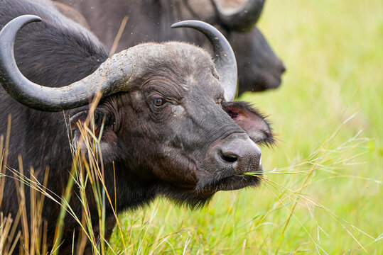Close-up of an African buffalo standing in tall grass, chewing on a mouthful of green blades. Its powerful horns, rugged texture, and intense expression capture the spirit of African wildlife.