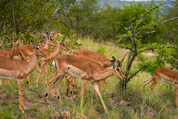 A group of impalas walks and grazes near a small bush in the grassy savannah of South Africa. Their smooth reddish coats and alert postures reflect the elegance of African wildlife.