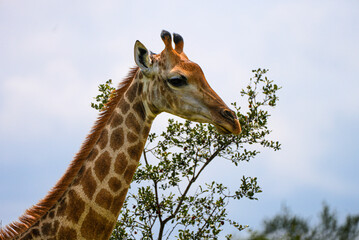 A majestic giraffe reaches out to nibble on the leaves of a small tree. Its patterned neck and expressive face are beautifully captured against the soft sky in the African wilderness.