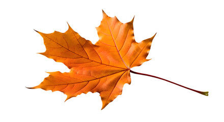 Fototapeta premium Orange maple leaf isolated on transparent background