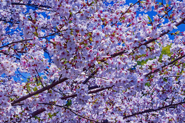 Obraz premium 新しい一歩 