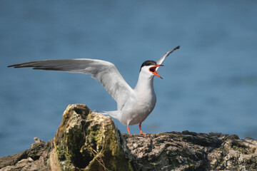 Common Tern - Sterna hirundo in a moment of intense vocalization in the Danube Delta in Romania. The bird is perched on a rugged piece of wood with raised wings at blue background.