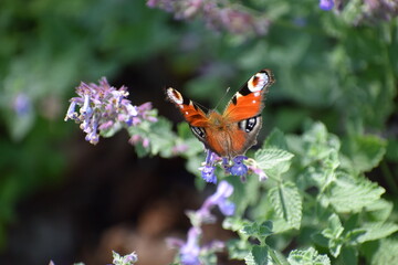 Peacock butterfly with colorful wings