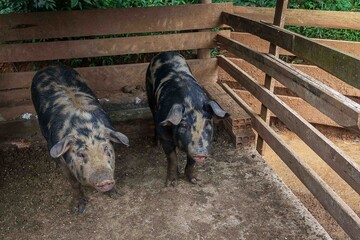 Two rustic-muscled backyard pigs inside a wooden pigsty, traditional rural setting, natural...