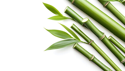 Naklejka premium Beautiful Bamboo over blurred background. Copy space.