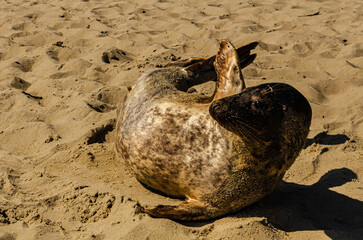 Wild grey seal resting on sandy beach coastline under sunlight, marine mammal wildlife photography...