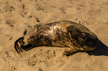 Wild grey seal resting on sandy beach coastline under sunlight, marine mammal wildlife photography...