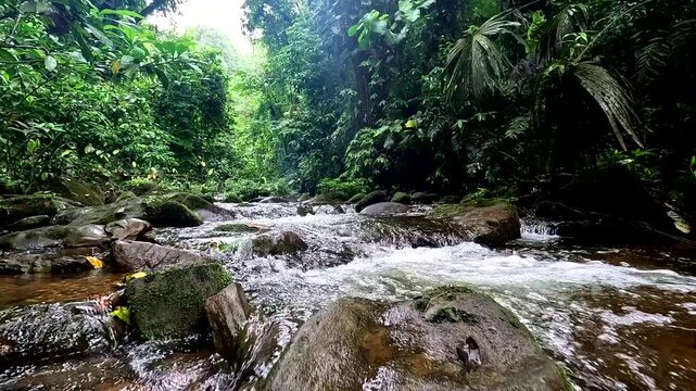 Slow motion video of a small creek where fresh water is running  over the pebbles surrounded by biodiverse tropical forest - nature rainforest background