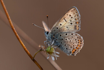 gossamer-winged butterfy, Lycaenidae, sitting on a dry plant stem, autumn
