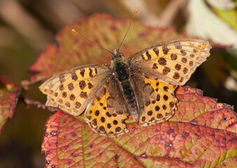 butterfly Queen of Spain fritillary, Issoria lathonia, autumn