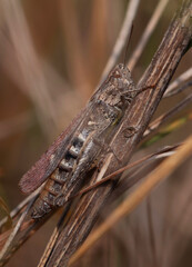 locust Acridoidea sitting on a dry plant stem, autumn