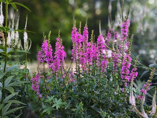 Pink blooming purple loosestrife (Lythrum salicaria) in natural green setting, vibrant flowers, summer meadow close-up, soft sunlight, peaceful botanical scene.