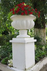 white flower pot with bright red petunias