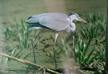 great blue heron ardea cinerea
