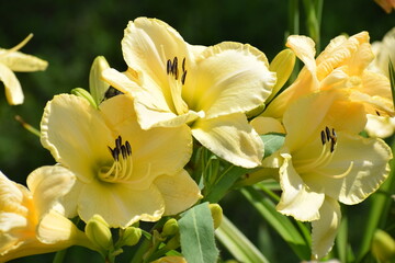 Yellow lily flower in the garden