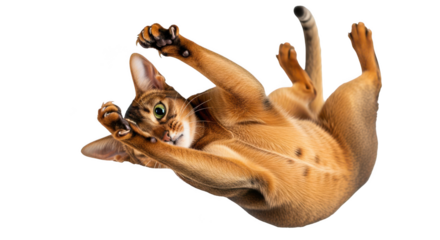 Playful Abyssinian cat enjoying a moment of pure joy, rolling and reaching out with paws, creating a fun and vibrant feeling
