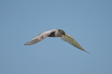 Black tern - Chlidonias niger niger in mid-flight with spanned wings against a clear blue sky, photographed in the Danube Delta in Romania. Isolated.	