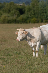 Charolais cow close-up in meadow looking past the camera on sunny day 
