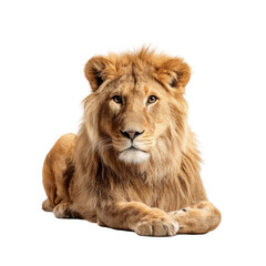 Obraz premium Majestic lion rests, gazing forward with a stunning golden mane on a black background