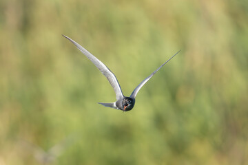 Black tern - Chlidonias niger niger in mid-flight with spanned wings against a green vegetation and blue sky, photographed in the Danube Delta in Romania.