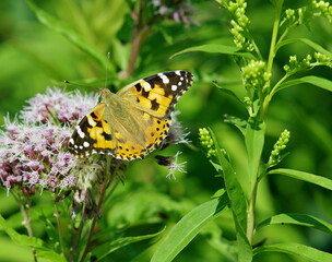 butterfly on a flower among the greenery