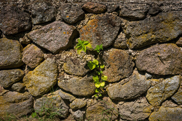 You Can’t Stop Nature. Old Stone Wall Backdrop.