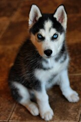 Adorable Siberian Husky Puppy with Striking Blue Eyes