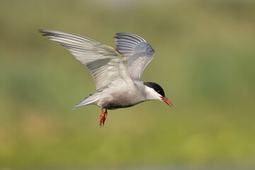 Whiskered Tern - Chlidonias hybrida in mid-flight with spanned wings at green background. Photo from Danube Delta in Romania.