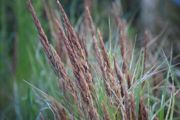 Grass plant in nature among grasses