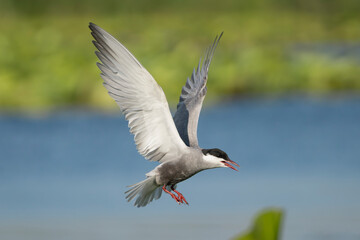 Whiskered Tern - Chlidonias hybrida in mid-flight at blue green backgorund with open beak and spanned wings. Photo from Danube Delta in Romania.