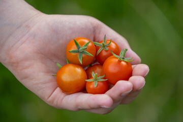 handful of freshly picked red cherry tomatoes on green background