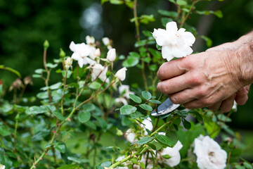 A gardener tends a rose bed, trims the plants with pruning shears. Gardening.