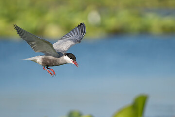 Whiskered Tern - Chlidonias hybrida in mid-flight at blue green backgorund with open beak and spanned wings. Photo from Danube Delta in Romania. Copy space on right side.