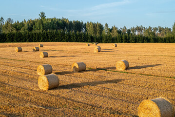 A freshly harvested grain field illuminated by the warm light of the evening sun. Large straw bales...
