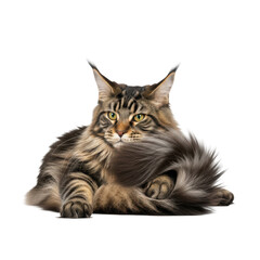 Fototapeta premium Majestic maine coon cat with striking features lying down calmly isolated on transparent background