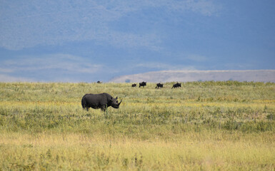 Fototapeta premium black rhino in the wild