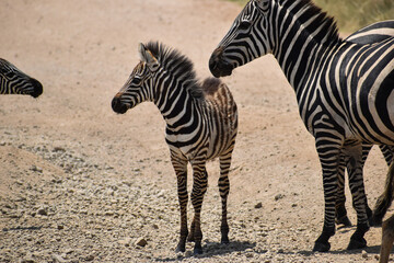 zebra in the savannah
