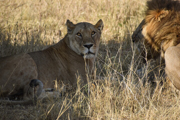 lion and lioness