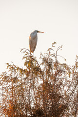 Great Egret Perched on Tree Branch at Sunset