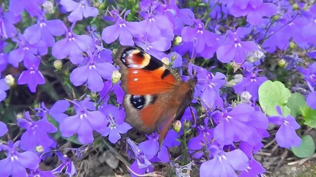 Butterfly Aglais io, European peacock on flowers of Viola odorata, Common violet on sunny summer day - slow motion, close-up. Topics: beauty of nature, macro, season, insect