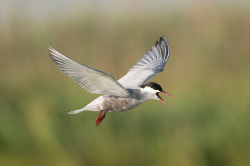 Whiskered Tern - Chlidonias hybrida in flight with spanned wings and open beak at green background. Photo from Danube Delta in Romania.	