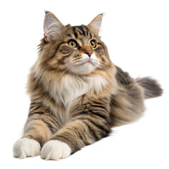 Fototapeta premium Majestic Maine Coon cat with luxurious fur, gazing upwards, perfect for pet care, animal health, and lifestyle branding