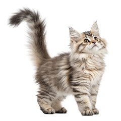 Obraz premium Fluffy, curious kitten with striking eyes looking upwards, perfect for pet ads, lifestyle content, and social media