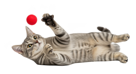 Playful tabby cat enjoying a game with a red ball, creating a joyful and fun moment for all pet lovers
