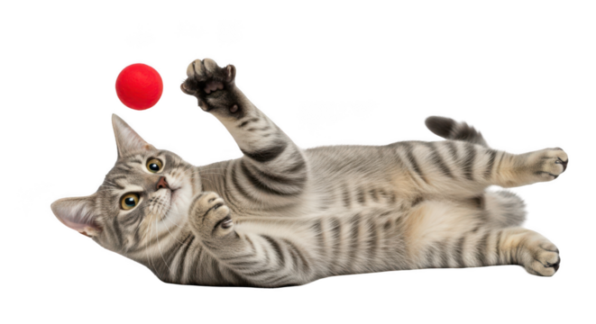 Playful tabby cat enjoying a game with a red ball, creating a joyful and fun moment for all pet lovers
