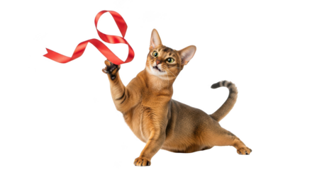 Playful Abyssinian cat reaches for red ribbon, perfect for pet care, gifts, or holiday themes with fun and joy