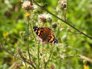 Thistle Butterfly Sitting on a Thistle Flower