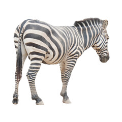 Full-Length Zebra Standing and Viewed from the Rear Three-Quarter Angle, Isolated on Transparent Background. PNG File
