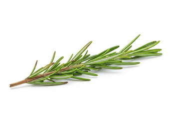 Fototapeta premium Fresh rosemary sprig isolated on white background